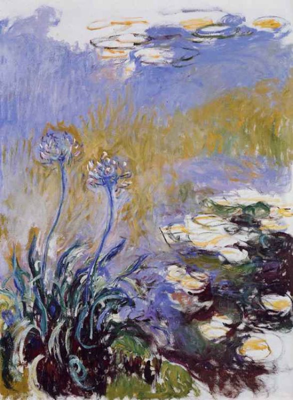 les agapanthes 1914916.jpg